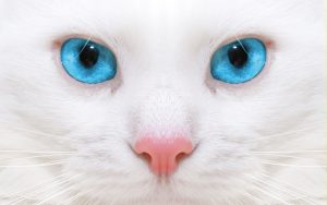 Wallpaper d'un visage rapproché d'un chat blanc avec de magnifiques yeux bleus