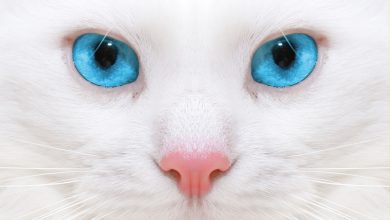 Wallpaper d'un visage rapproché d'un chat blanc avec de magnifiques yeux bleus