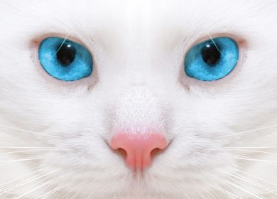 Wallpaper d'un visage rapproché d'un chat blanc avec de magnifiques yeux bleus