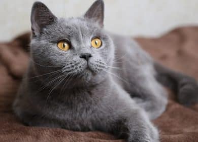 Tout savoir sur la magnifique chat Chartreux
