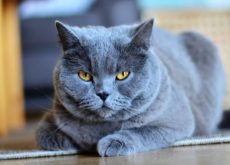 Tout savoir sur l'entretient du Chartreux