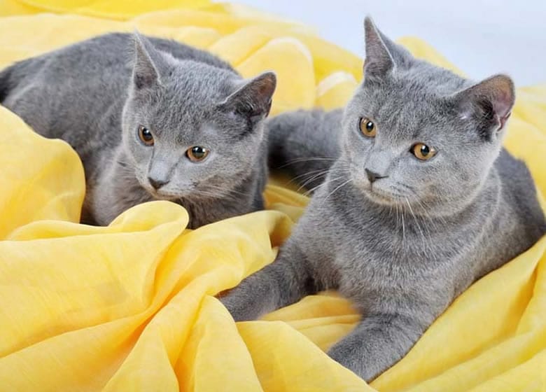 Jolis chatons Chartreux