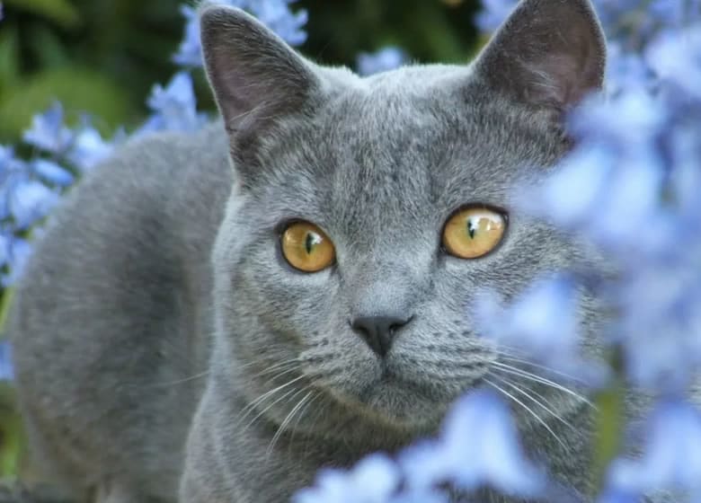 L'origine sur chat Chartreux