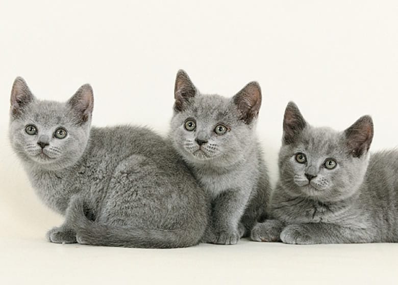 Prix des chats et chatons Chartreux