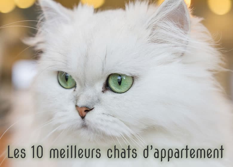 Magnifique chat persan aux yeux verts