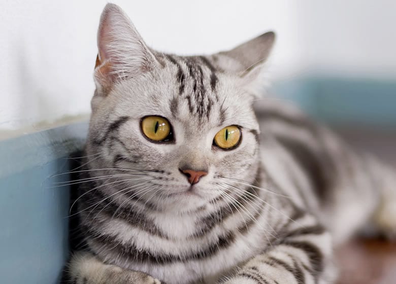 Joli chat pour petits espaces: l'American Shorthair