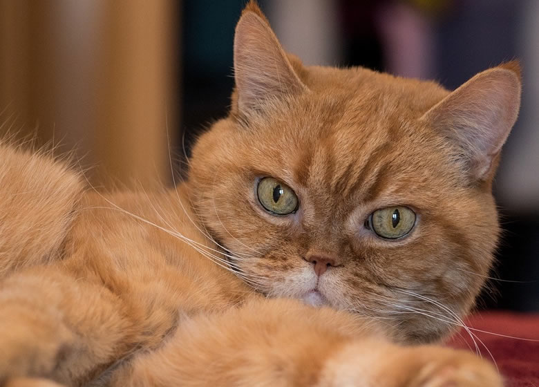 Un chat d'appartement, le British Shorthair