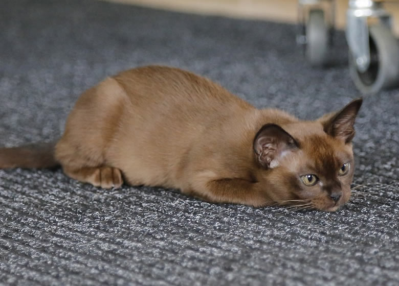 Adorable chat Burmese pour votre appartement