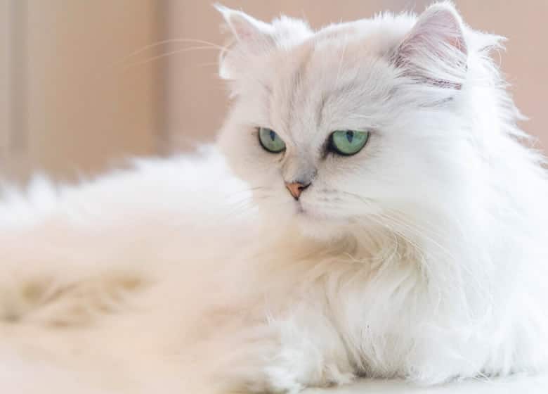 Superbe chat persan blanc, idéal pour petites habitations