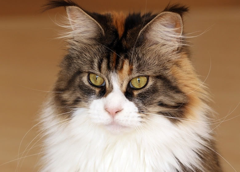 Magnifique Maine Coon, un bon chat pour les petites espaces