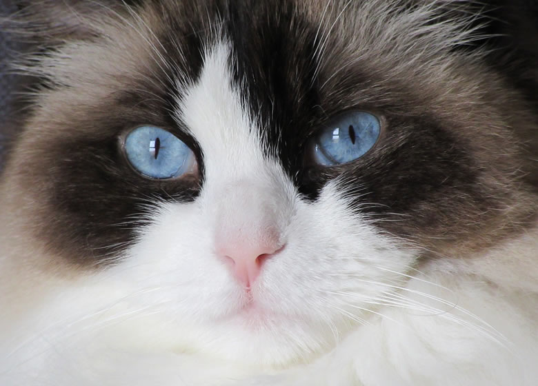 Chat Ragdoll avec de beaux yeux bleus