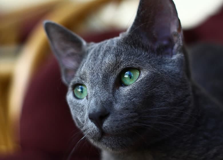 Joli chat Bleu Russe, un bon chat pour les petites maisons