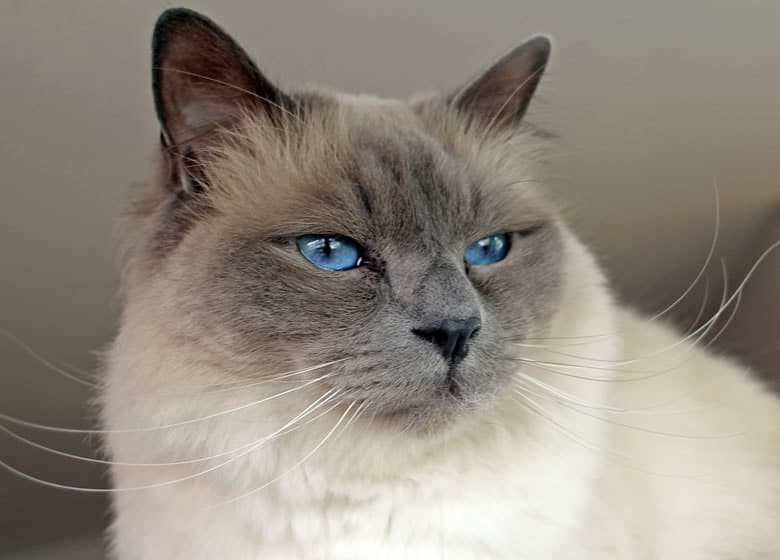 Magnifique chat birman pour votre appartement