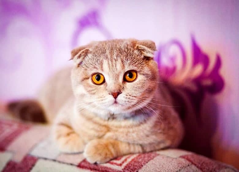 Adorable chat Scottish Fold, un bon chat d'appartement