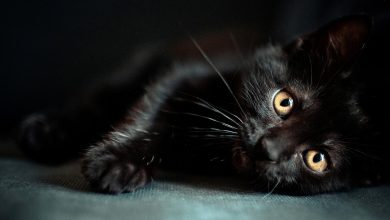 Photo pour bureau de pc d'un adorable chaton noir allongé