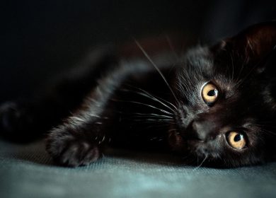 Photo pour bureau de pc d'un adorable chaton noir allongé