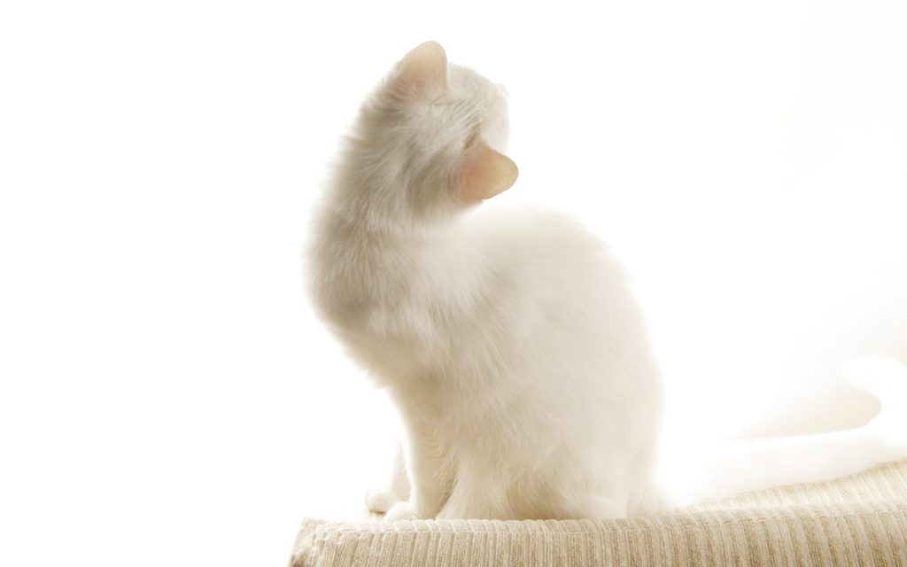 Photo de bureau de pc d'un chat blanc vue de dos, qui regarde la lumière