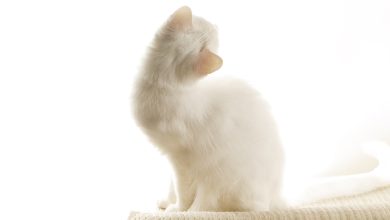 Photo de bureau de pc d"un chat blanc vue de dos, qui regarde la lumière