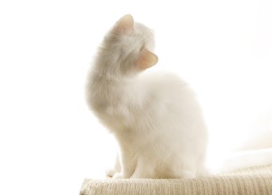 Photo de bureau de pc d"un chat blanc vue de dos, qui regarde la lumière