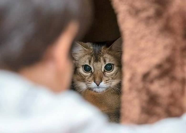 Un chat qui se cache de tout le monde