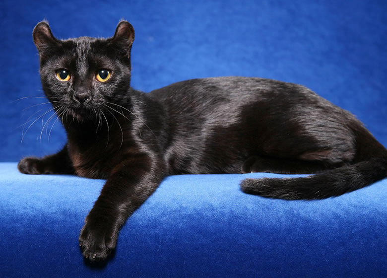 Chat noir American Curl