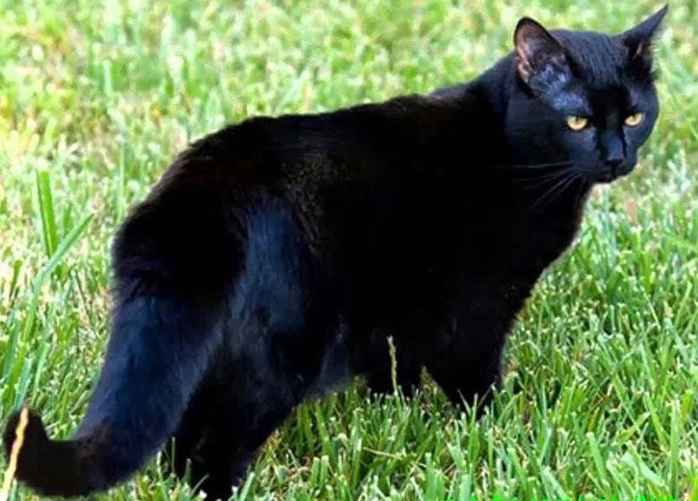 Chat noir American Shorthair
