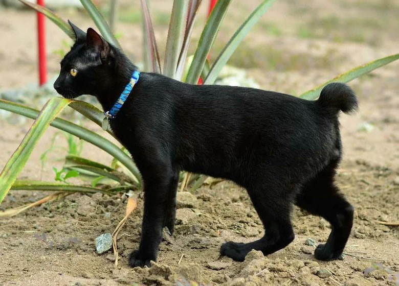 Chat Noir Bobtail Japonais