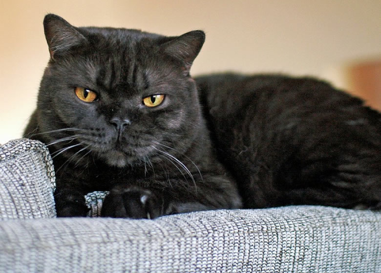 Chat noir British Shorthair