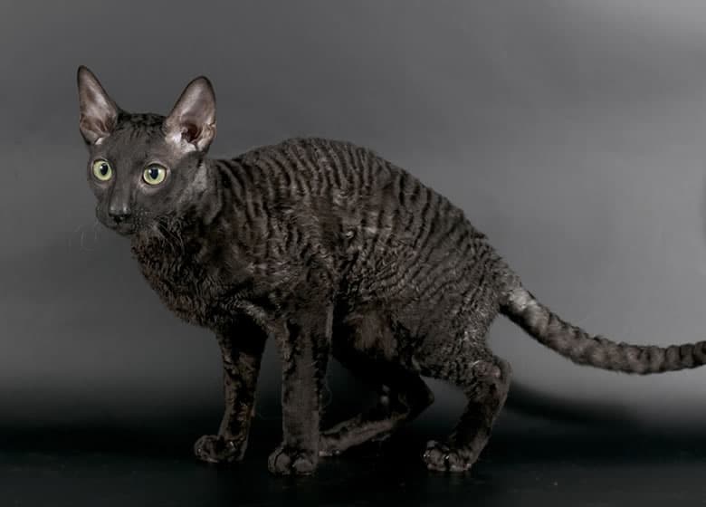 Chat noir Rex de Cornouailles