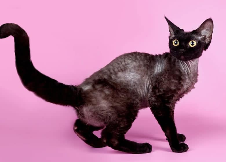 Chat noir Devon Rex