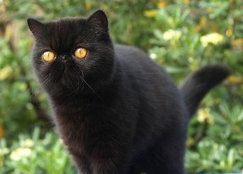 Chat noir Exotic Shorthair