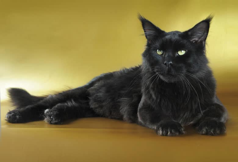 Chat noir Maine Coon 