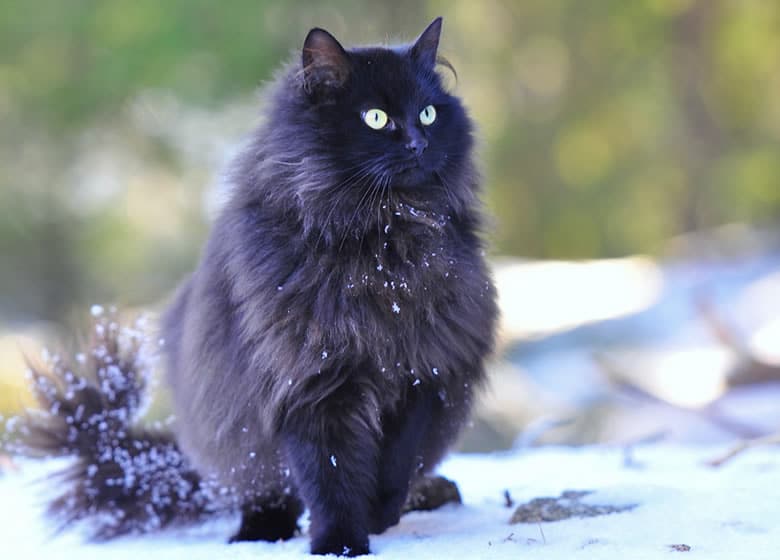 Chat noir Norvégien