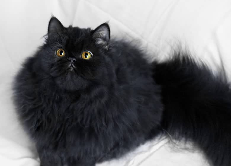 Chat noir Persan