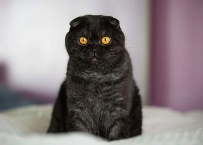 Chat noir Scottish Fold