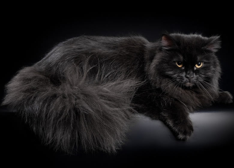 Chat noir Sibérien
