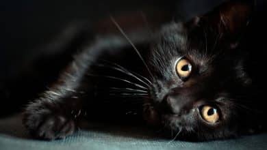 Les races de chat noir