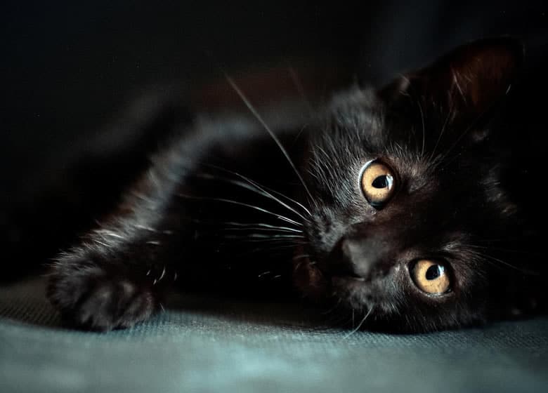 20 races de chat noir: Photos, caractères et besoins d&#39;entretien •  MonChat.ca