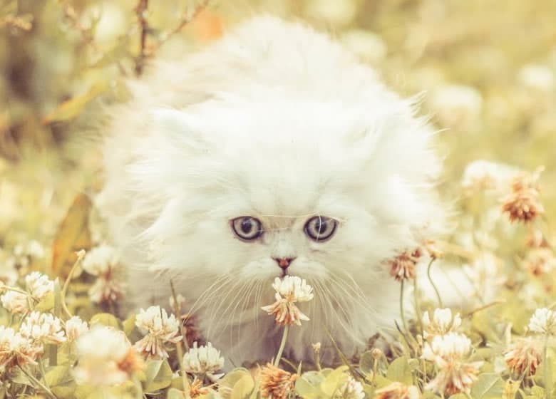 Peau chat persan dans un jardin