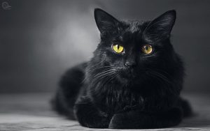 Wallpaper d'un beau chat noir aux yeux jaunes