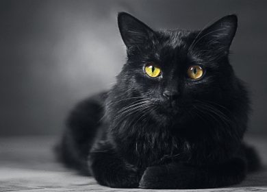 Wallpaper d'un beau chat noir aux yeux jaunes