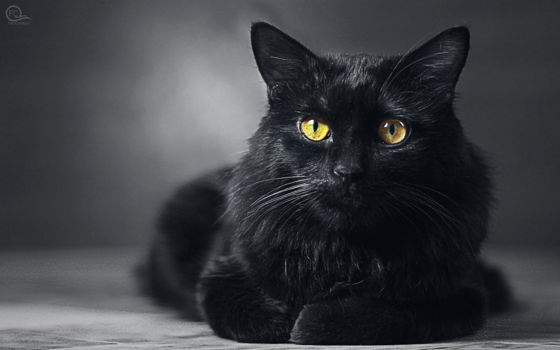 Wallpaper Gratuit Un Beau Chat Noir Aux Yeux Jaunes Monchat Ca