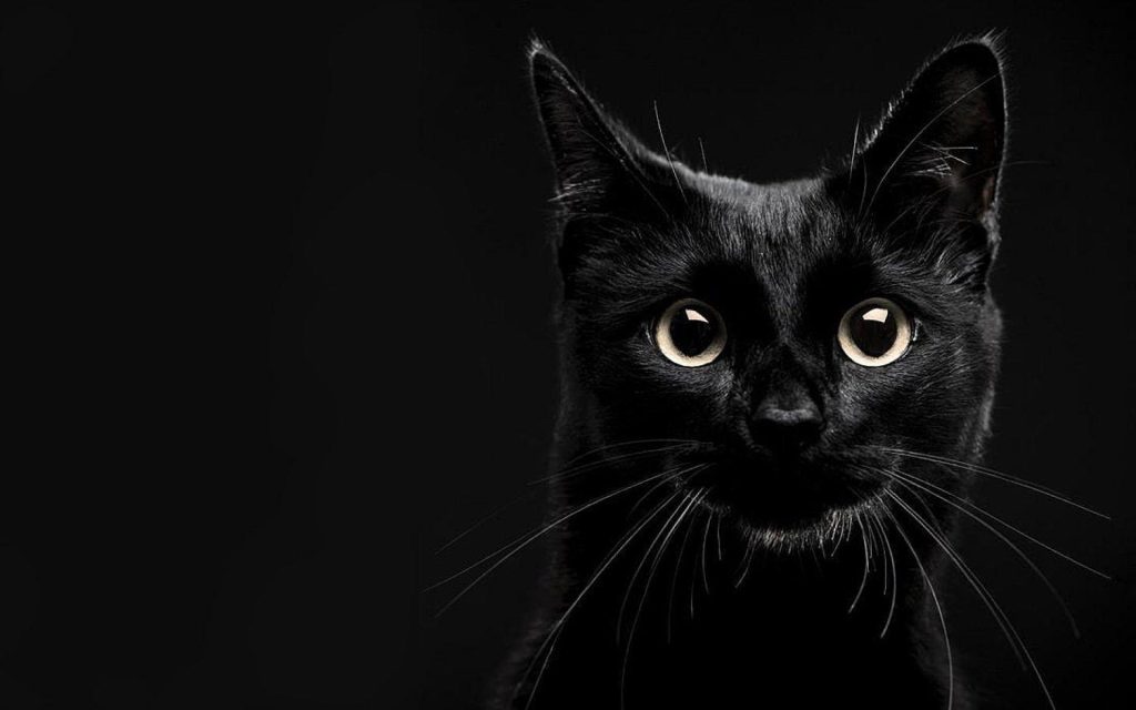 Wallpaper d'un beau chat noir sur un fond noir