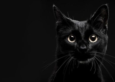 Wallpaper d'un beau chat noir sur un fond noir