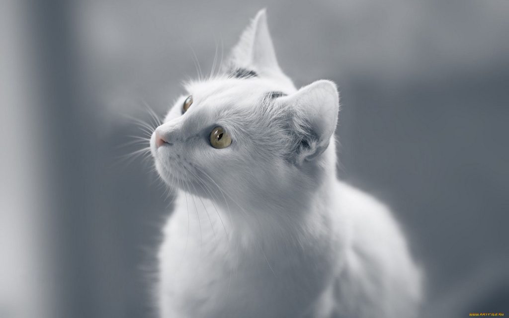 Wallpaper d'un magnifique chat blanc sur un fond gris