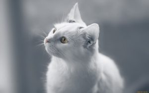 Wallpaper d'un magnifique chat blanc sur un fond gris