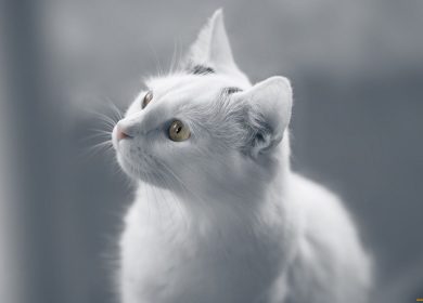 Wallpaper d'un magnifique chat blanc sur un fond gris