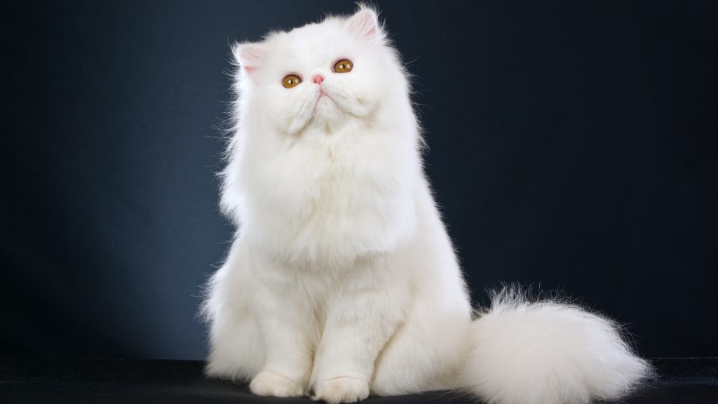 Wallpaper d'un magnifique chat persan blanc sur un fond gris foncé