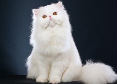 Wallpaper d'un magnifique chat persan blanc sur un fond gris foncé