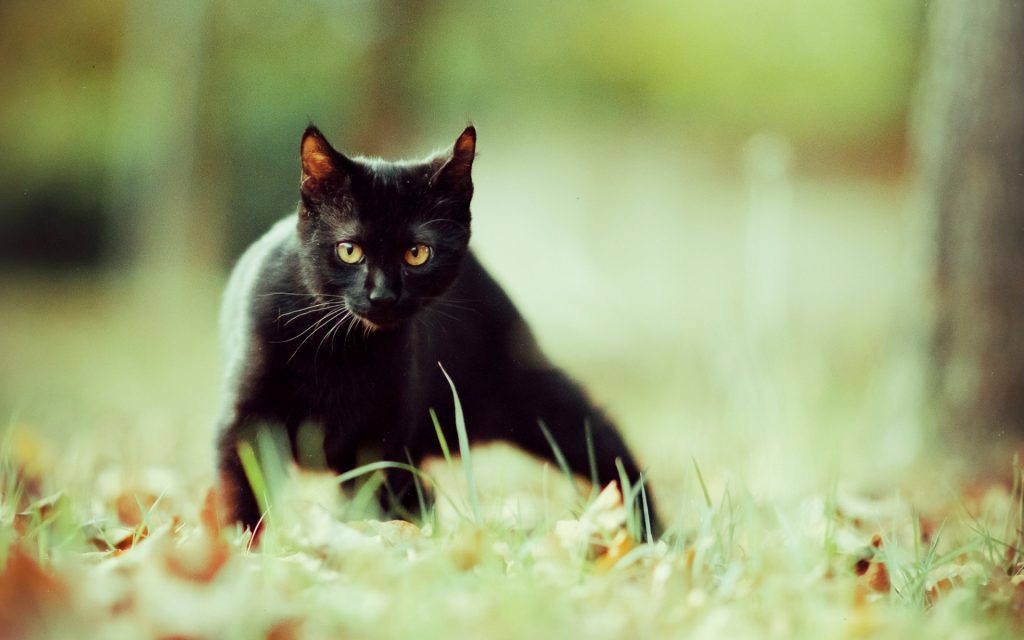Wallpaper d'un joli chat noir dans le gazon